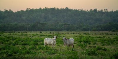 cows, cattle, pasture, nature, grass, beef, livestock, valley, farm, animals