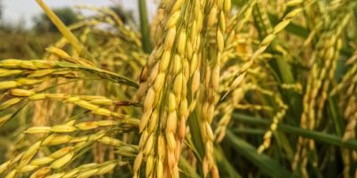 Close-up shot of rice plants in a lush Indian field, showcasing rich greenery.